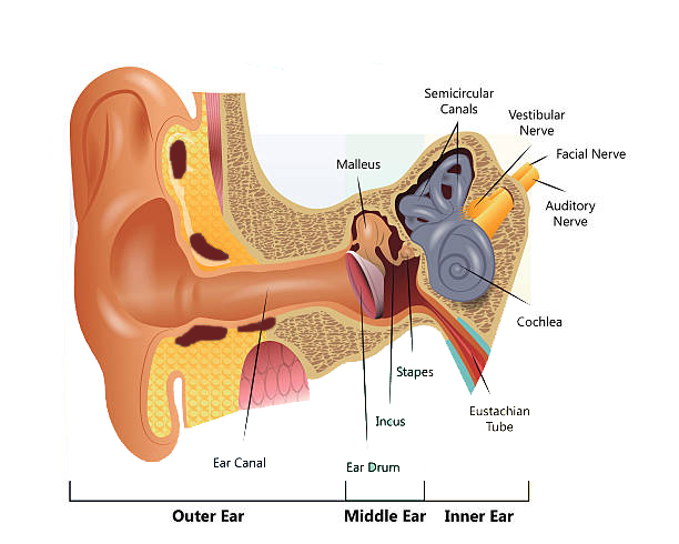 Illustration of a Human Ear Diagram
